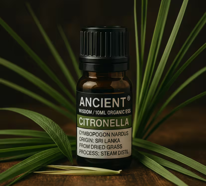 Bottle of Ancient Wisdom Citronella essential oil surrounded by green leaves on a dark background