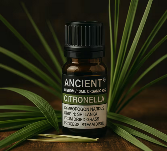 Bottle of Ancient Wisdom Citronella essential oil surrounded by green leaves on a dark background
